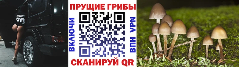 Псилоцибиновые грибы GOLDEN TEACHER  Купить где  Бронницы 